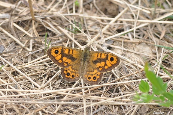 Mauerfuchs (Lasiommata megera)